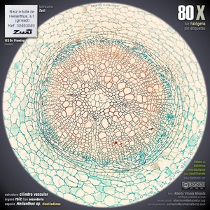 Raíz secundaria: cilindro vascular